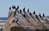 Great cormorants (Phalacrocorax carbo), Archipelago Bolshoi Fiskar